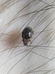 Rhyzobius lophanthae