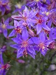 Calytrix leschenaultii