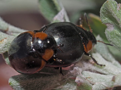 Phaedonia impolita