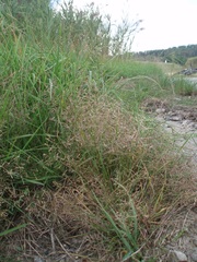 Eragrostis multicaulis