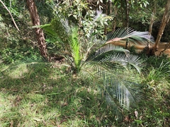 Macrozamia communis