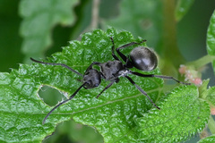 Polyrhachis vigilans