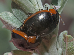Phaedonia impolita