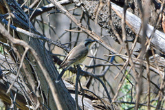 Chrysococcyx osculans