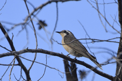 Chrysococcyx osculans