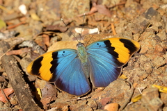 Euphaedra neophron