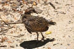 Gallirallus philippensis