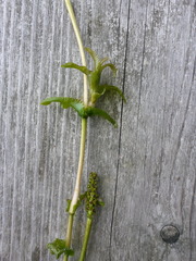 Potamogeton richardsonii