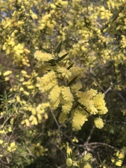 Acacia oxycedrus