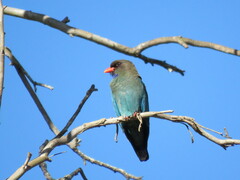 Eurystomus orientalis