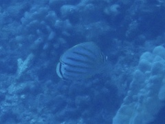 Chaetodon ornatissimus
