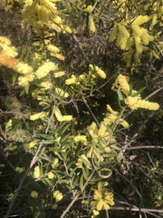 Acacia oxycedrus