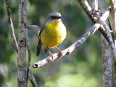 Eopsaltria australis