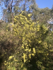 Acacia oxycedrus