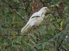 Cacatua sanguinea