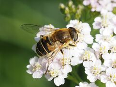 Eristalis nemorum