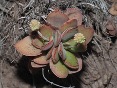Crassula nudicaulis