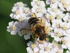 Eristalis nemorum