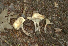 Pseudoomphalina compressipes