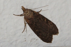 Lamoria imbella