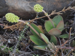 Crassula nudicaulis