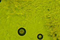 Pseudoomphalina compressipes