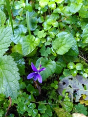 Viola reichenbachiana