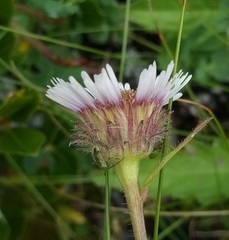 Erigeron uniflorus