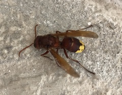 Vespa orientalis