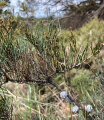 Allocasuarina pusilla