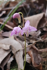 Dendrobium kingianum