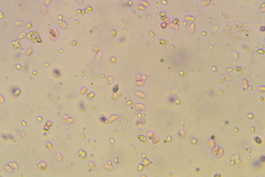 Pseudoomphalina compressipes