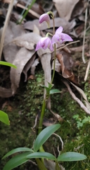 Dendrobium kingianum