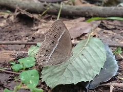 Mycalesis horsfieldi