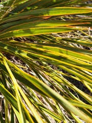 Aciphylla aurea