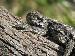 Pogona barbata