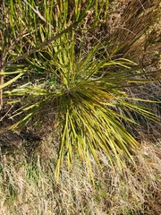 Aciphylla aurea