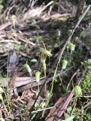 Pterostylis nana