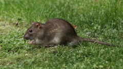 Rattus