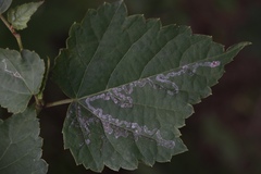 Phyllocnistis vitegenella