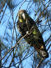 Calyptorhynchus lathami
