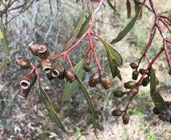 Eucalyptus incrassata