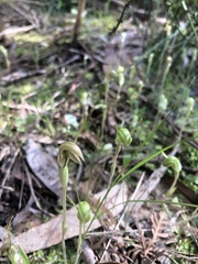 Pterostylis nana