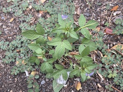 Cleome rutidosperma