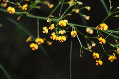 Daviesia wyattiana