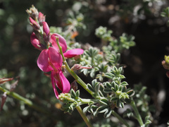 Indigofera meyeriana