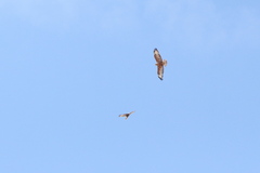 Buteo rufinus