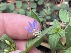 Cleome rutidosperma