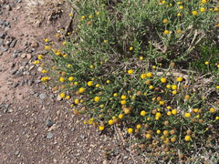 Pentzia globosa
