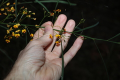 Daviesia wyattiana